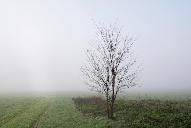 Foto naakte boom op het veld tegen de lucht