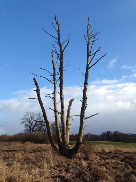 Foto naakte boom op het veld tegen de lucht