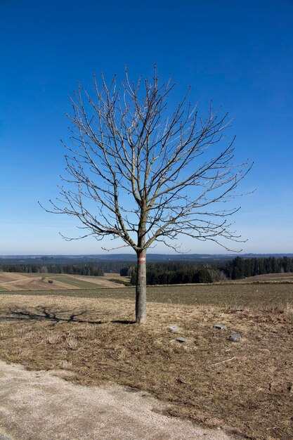 Naakte boom op het veld tegen een heldere lucht