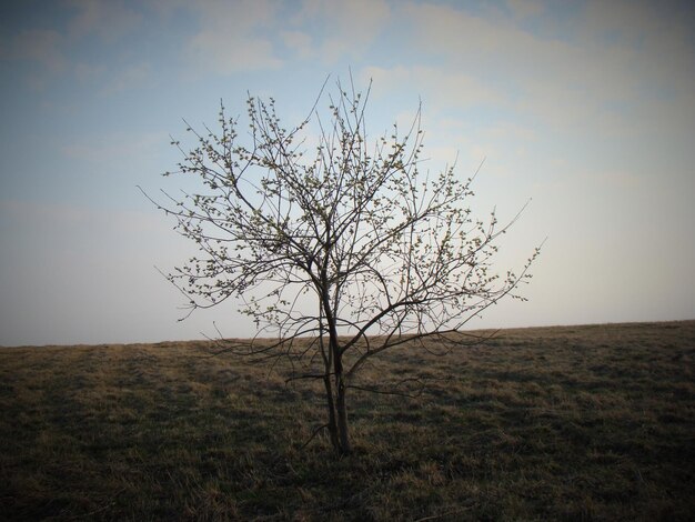 Naakte boom op het veld