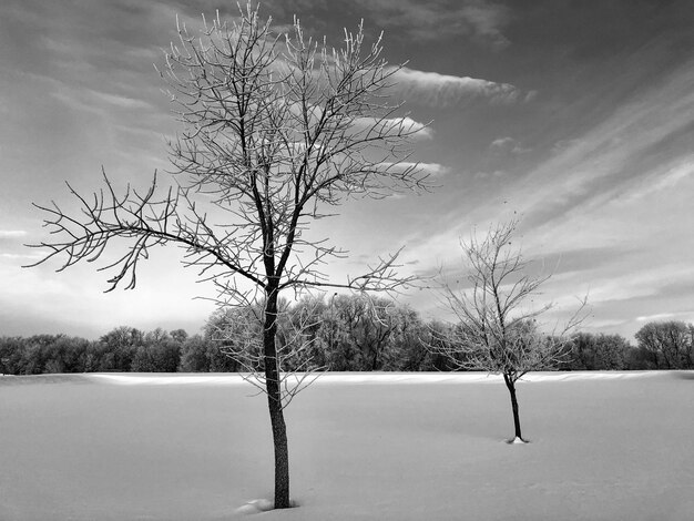 Foto naakte boom op sneeuw bedekt veld tegen de lucht