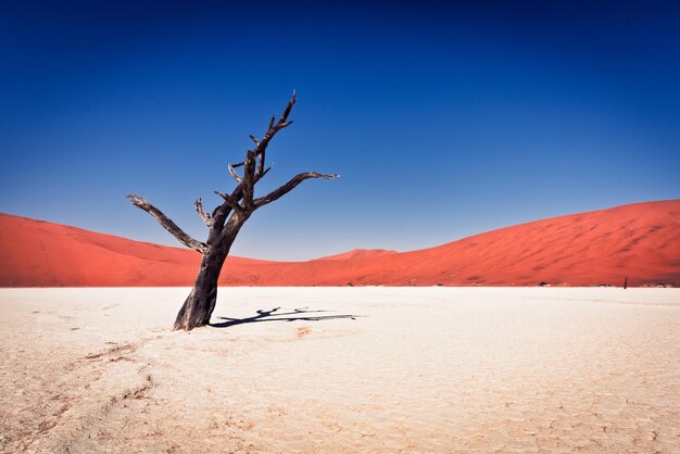 Naakte boom tegen de heldere blauwe lucht in de Namib woestijn