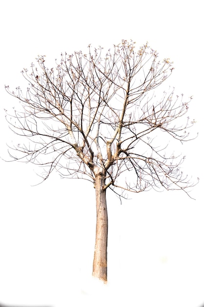 Foto naakte boom tegen een witte achtergrond