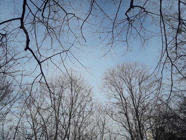 Foto naakte winter bomen