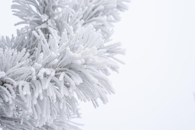 Naald dennennaalden bedekt met pluizige sneeuw. macro