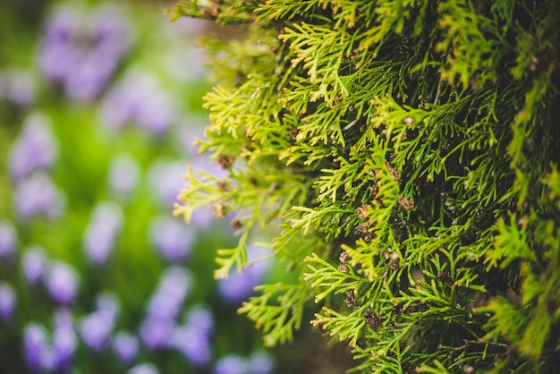 Naald thuja boom in de tuin tegen de achtergrond van bloemen close-up zomer natuur