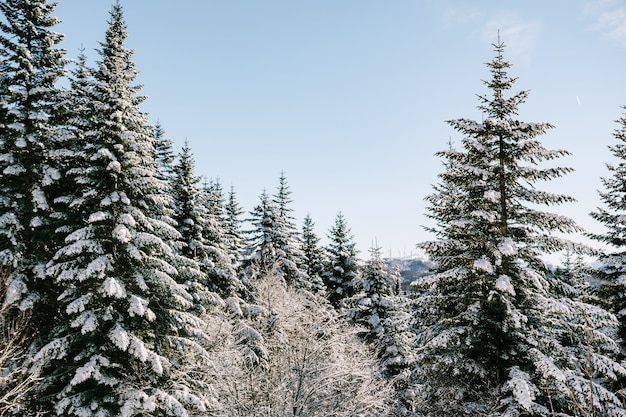 Naald winterbos bedekt met sneeuw van boomtakken tegen een blauwe lucht