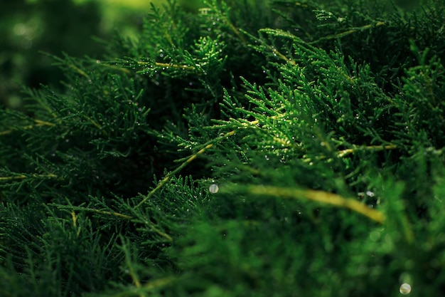 Naaldbladeren groene achtergrond in de zon