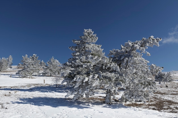 Naaldbomen in de sneeuw