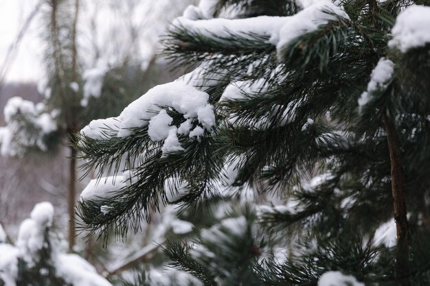 Naaldboom buiten in de winter macro foto van besneeuwde kerstboom