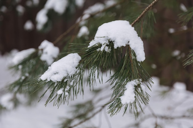 Naaldboom buiten in de winter macro foto van besneeuwde kerstboom