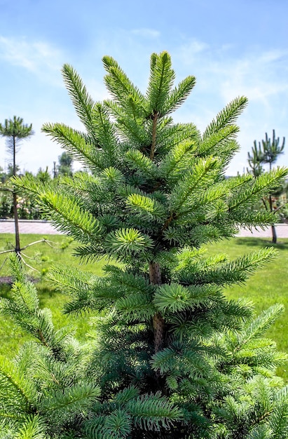 Naaldboom in het park in de zomer