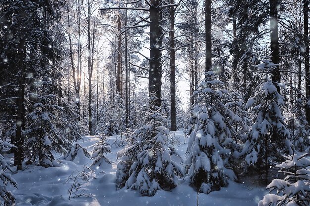 Naaldbos bedekt met rijm achtergrond, winterlandschap sneeuw bomen