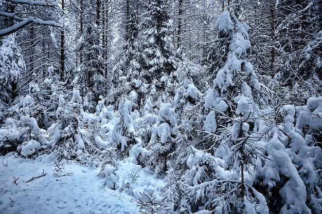 naaldbos bedekt met rijm achtergrond, winterlandschap sneeuw bomen