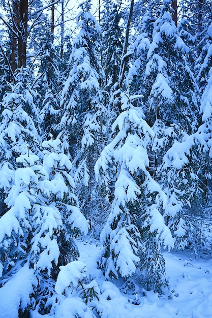 naaldbos bedekt met rijm achtergrond, winterlandschap sneeuw bomen