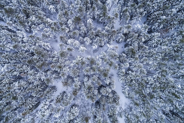 Naaldbos in de besneeuwde winter. Dennen en sparren. Luchtfoto.