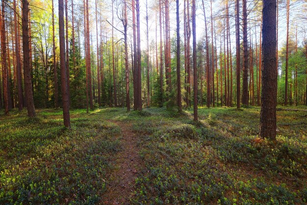 naaldbos zomer landschap groen bomen buiten achtergrond natuur