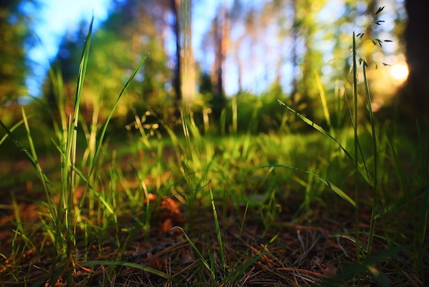 naaldbos zomer landschap groen bomen buiten achtergrond natuur