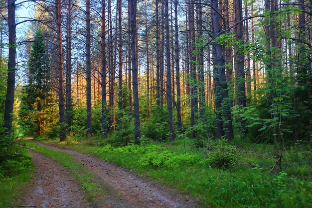 naaldbos zomer landschap groen bomen buiten achtergrond natuur