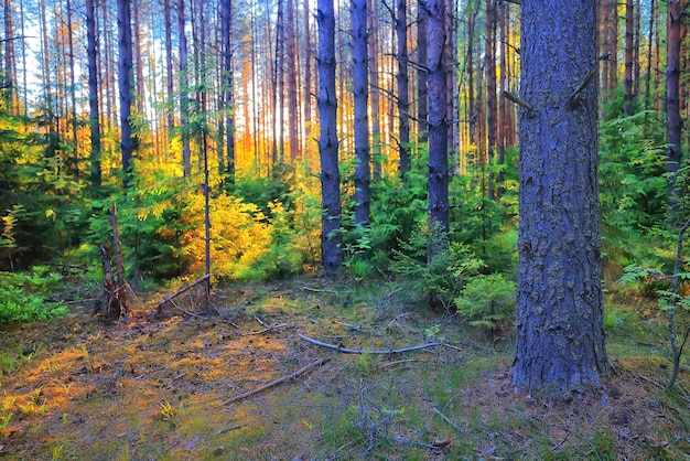 naaldbos zomer landschap groen bomen buiten achtergrond natuur