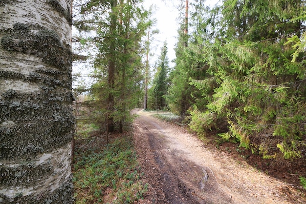 naaldbos zomer landschap groen bomen buiten achtergrond natuur