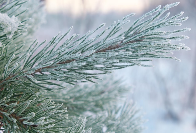 Naalden van naaldbomen met rijm, close-up op winterdag. Kerst en nieuwjaar vakantie concept