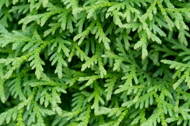 Naaldplant close-up groen, thuja