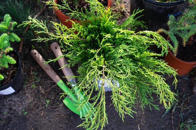 Naaldplanten in pot met gesloten wortel voor aanplant op uw tuinperceel van de kwekerij Tuinieren van een tuinperceel in het voorjaar