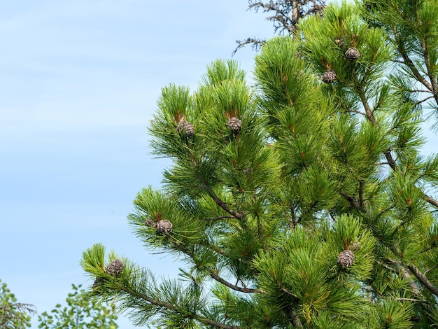 Naaldtakken van de Siberische ceder tegen de blauwe lucht Kegels groeien op de takken