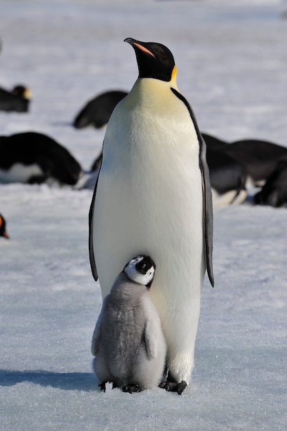 Naar het hart van de natuur reizen naar antarctica.