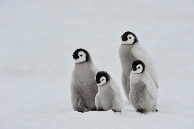 Naar het hart van de natuur reizen naar Antarctica.