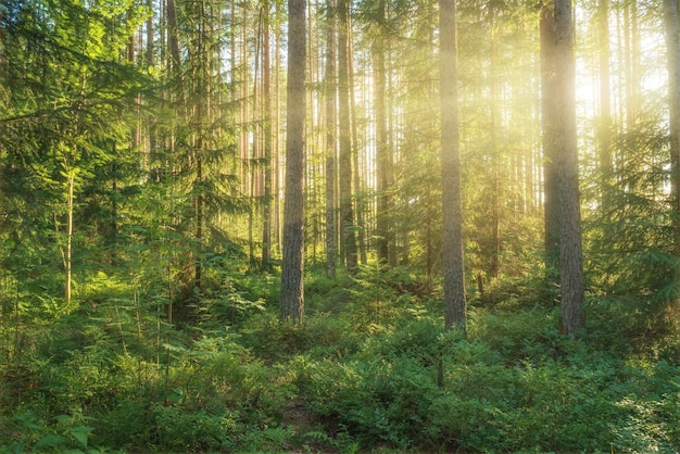 Naar het zonnige bos