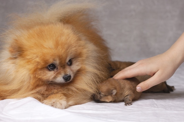 Naast een donzige oranje Pommeren liggen drie pasgeboren puppy's, de mensenhand legt de pup tegen de hond