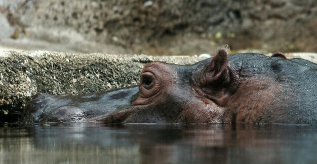 Nabijbeeld van een dier in het water