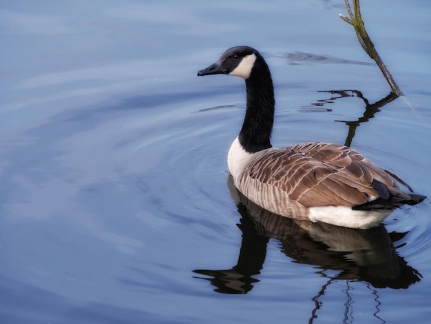 Nabijbeeld van een eend met reflectie in het water