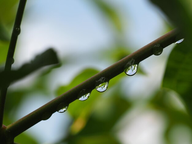 Foto nabijbeeld van waterdruppels op de stengel