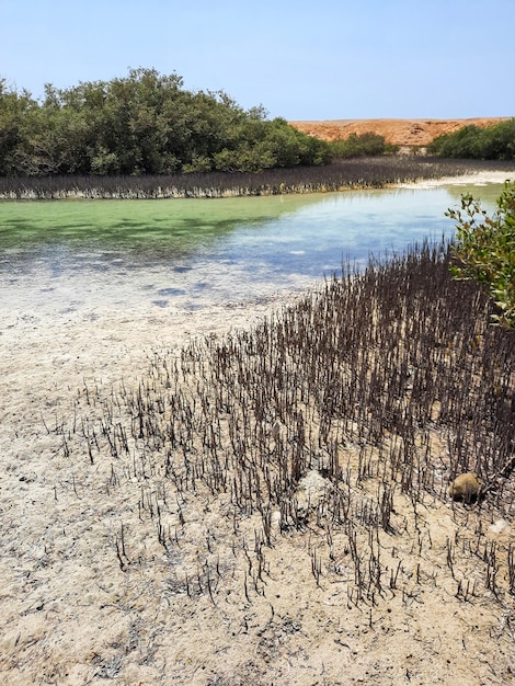 Parco nazionale nabq egitto. mangrovie nel deserto.