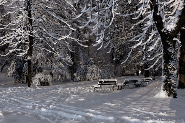 Nacht winterpark in Lviv, Oekraïne