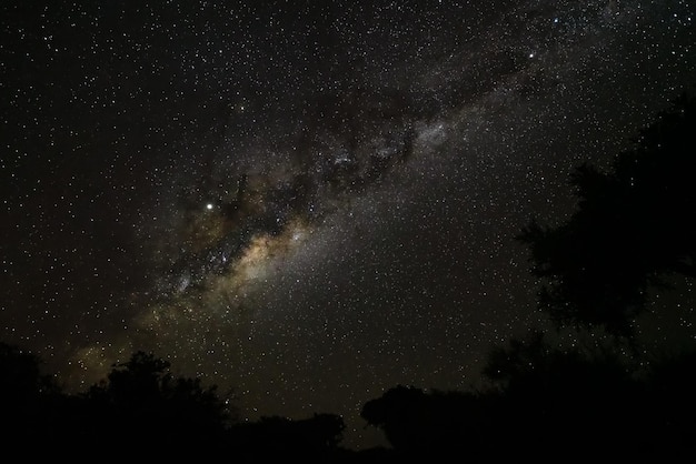 Nachtelijke hemel met Melkwegstelsel boven bomensilhouetten gezien vanaf Anakao, Madagaskar, heldere Jupiter zichtbaar nabij sterrenbeeld Ophiuchus