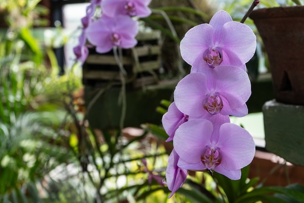 Nachtvlinder dendrobium Orchidee bloemen