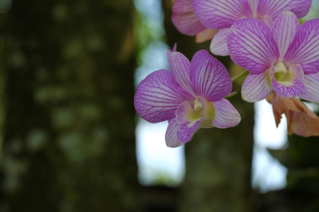 Nachtvlinder Orchideeën of Phalaenopsis opknoping op boom Bunga Anggrek