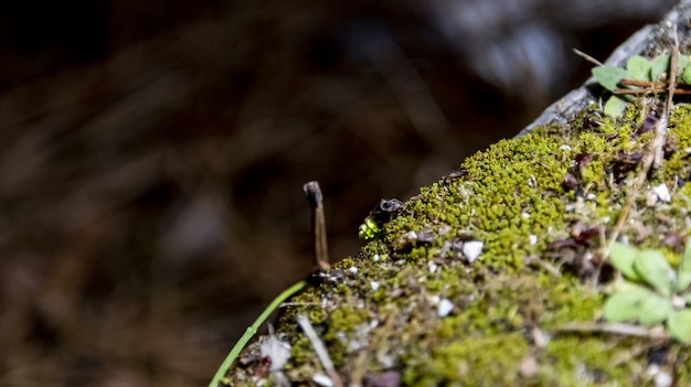 Nadelige effecten van lichtvervuiling, insecten zoals vuurvliegjes sterven uit of zijn aan het verdwijnen.