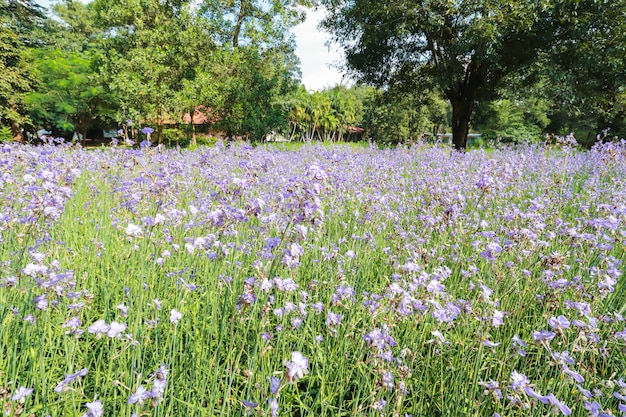 Naga-kuif bloemgebied in aard