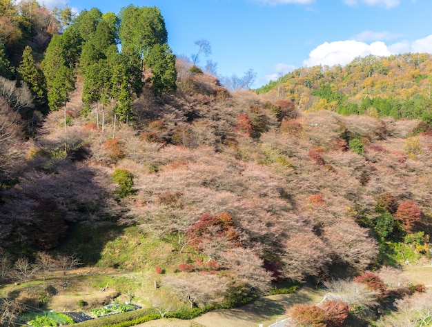 Nagoya, obara sakura in autunno