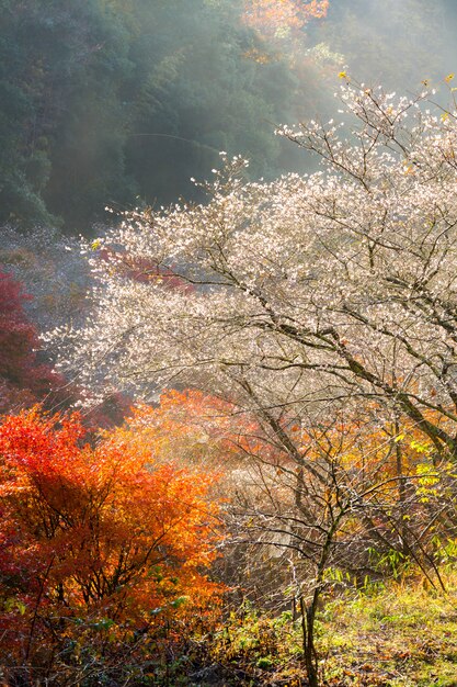 名古屋、秋の小原さくら