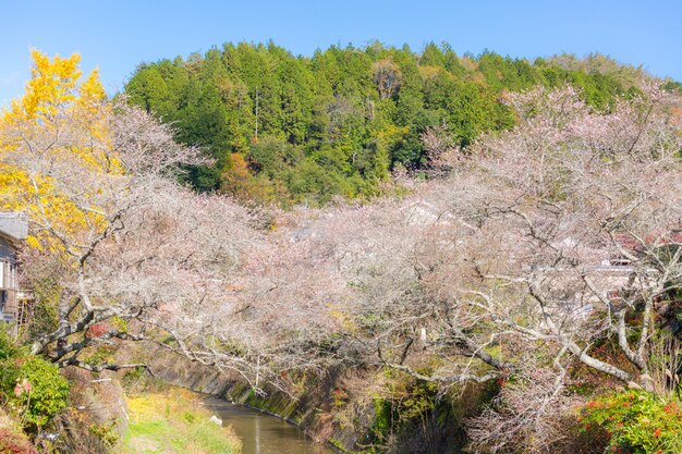 名古屋、小原さくら秋