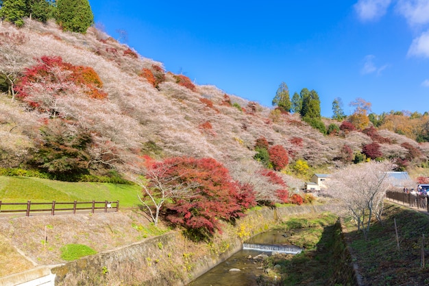 写真 名古屋、秋の小原さくら