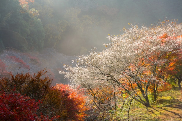 Nagoya, Obara Sakura in de herfst