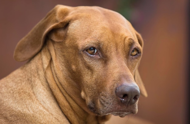 Nahaufnahme eines braunen Hundes