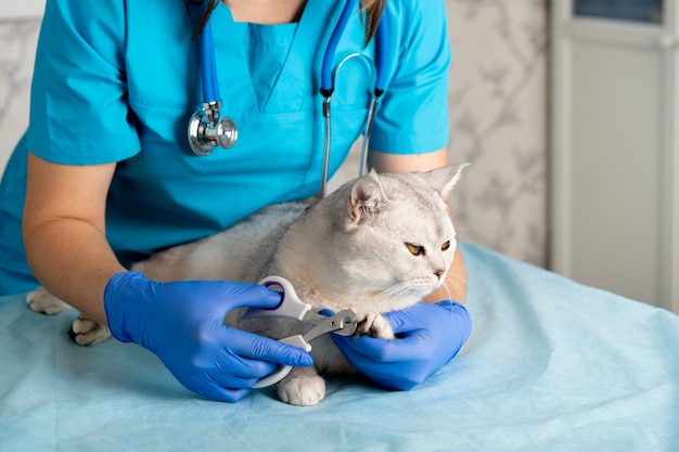 Nail clipping a cat, a veterinarian cutting the claws of a young thoroughbred Scottish white cat, caring for pets.